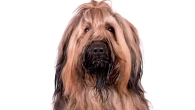 Afaird Dog Breed Overview