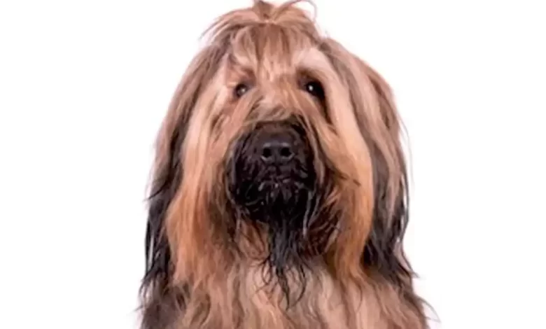 Afaird Dog Breed Overview