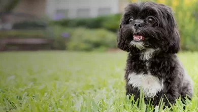 Affen Tzu Dog Breed Price, Lifespan, Temperament and Size