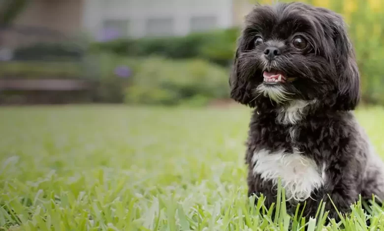 Affen Tzu Dog Breed Price, Lifespan, Temperament and Size