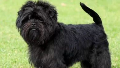 Affenchon Price, Lifespan, Temperament and Size