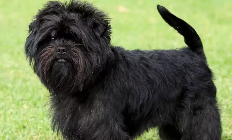 Affenchon Price, Lifespan, Temperament and Size