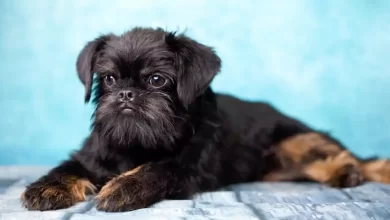 Affengriffon Dog Breed Price, Lifespan, Temperament and Size