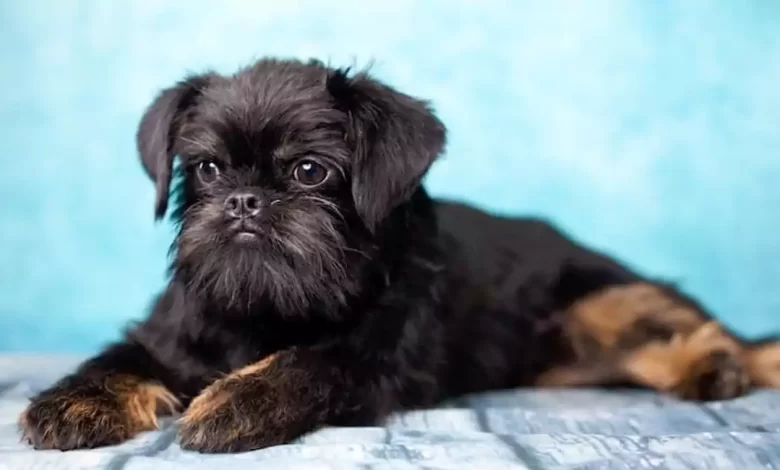 Affengriffon Dog Breed Price, Lifespan, Temperament and Size