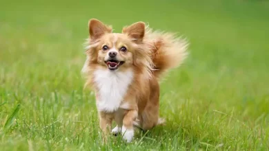 Affenhuahua Price, Lifespan, Temperament and Size