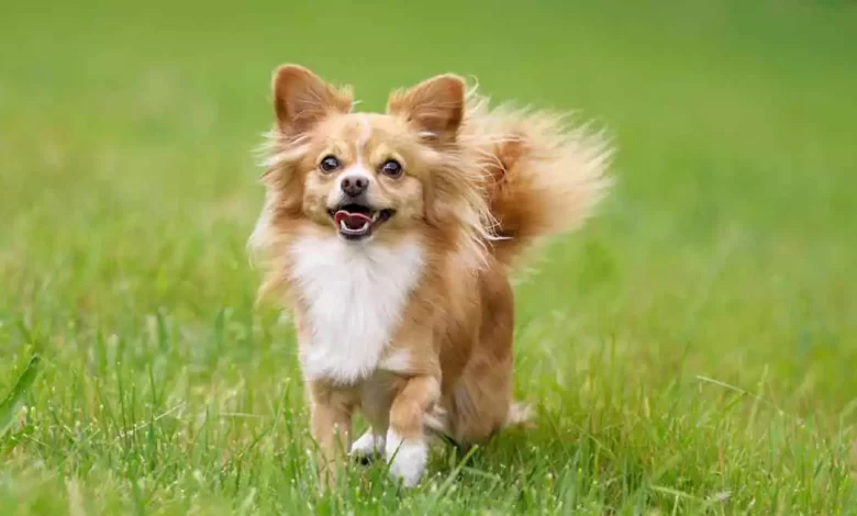 Affenhuahua Price, Lifespan, Temperament and Size