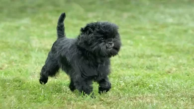 Affenpinscher Dog Breed Price, Lifespan, Temperament and Size