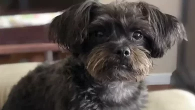 Affenpoo Dog Breed Price, Lifespan, Temperament and Size