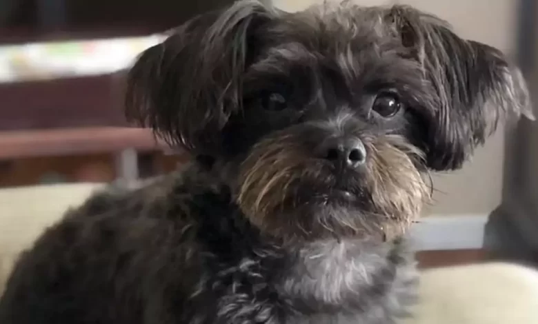 Affenpoo Dog Breed Price, Lifespan, Temperament and Size