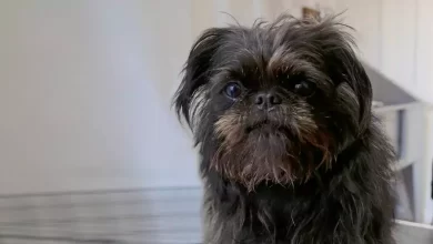 Affenpug Dog Breed Price, Lifespan, Temperament and Size