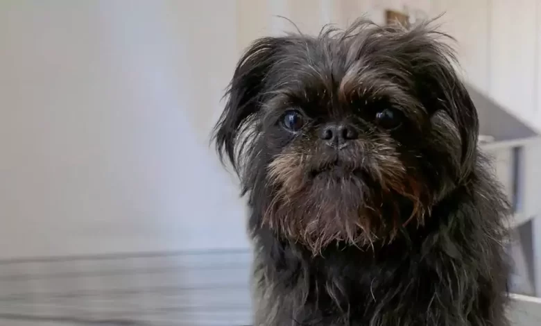 Affenpug Dog Breed Price, Lifespan, Temperament and Size