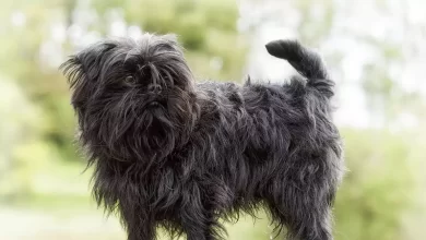 Affenshire Dog Breed Price, Lifespan, Temperament and Size