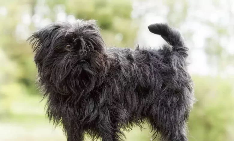 Affenshire Dog Breed Price, Lifespan, Temperament and Size
