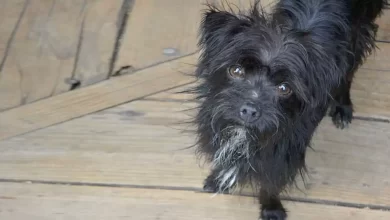 Affenwich Dog Breed Price, Lifespan, Temperament and Size