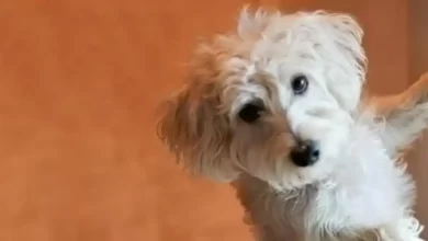 Afghan Chon Dog Breed Price, Lifespan, Temperament and Size