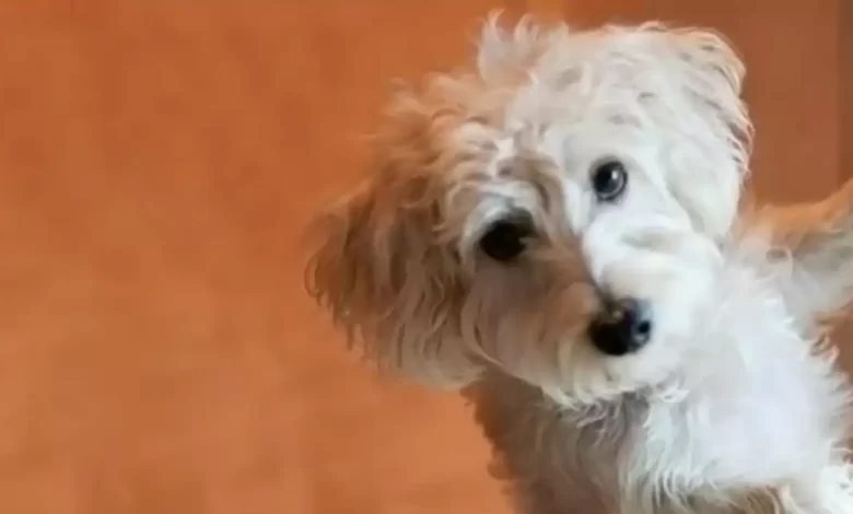 Afghan Chon Dog Breed Price, Lifespan, Temperament and Size