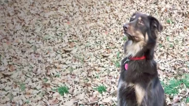 Afghan Collie Dog Breed Price, Lifespan, Temperament and Size