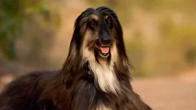 Afghan Hound Dog Breed Price, Lifespan, Temperament and Size