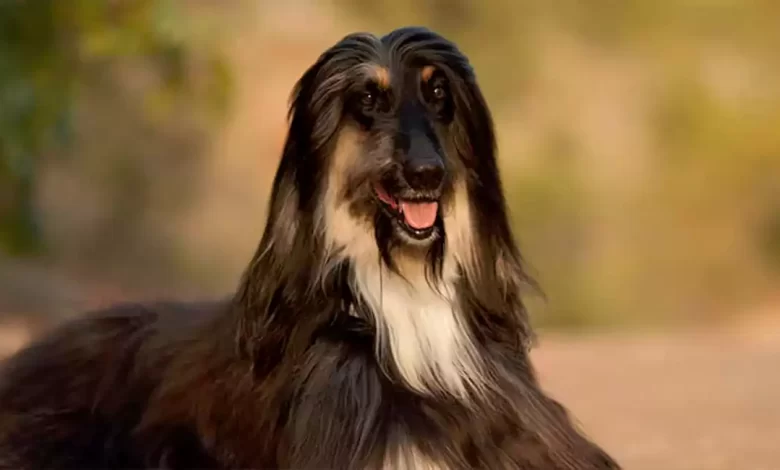 Afghan Hound Dog Breed Price, Lifespan, Temperament and Size