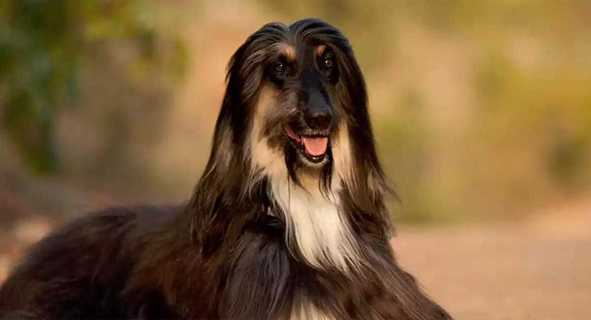 Afghan Hound Dog Breed Price, Lifespan, Temperament and Size