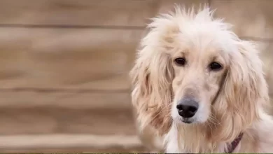 Afghan Retriever Dog Breed Price, Lifespan, Temperament and Size