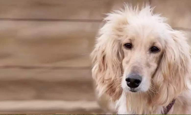 Afghan Retriever Dog Breed Price, Lifespan, Temperament and Size