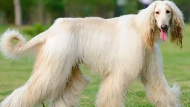 Afghan Sheepdog Dog Breed Price, Lifespan, Temperament and Size