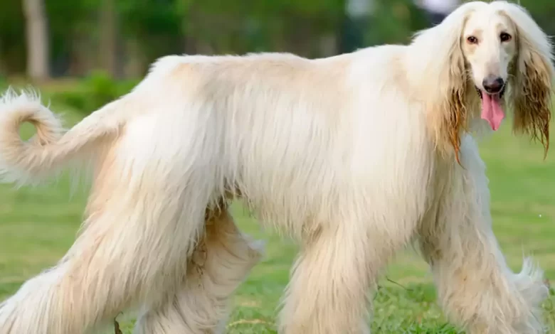 Afghan Sheepdog Dog Breed Price, Lifespan, Temperament and Size
