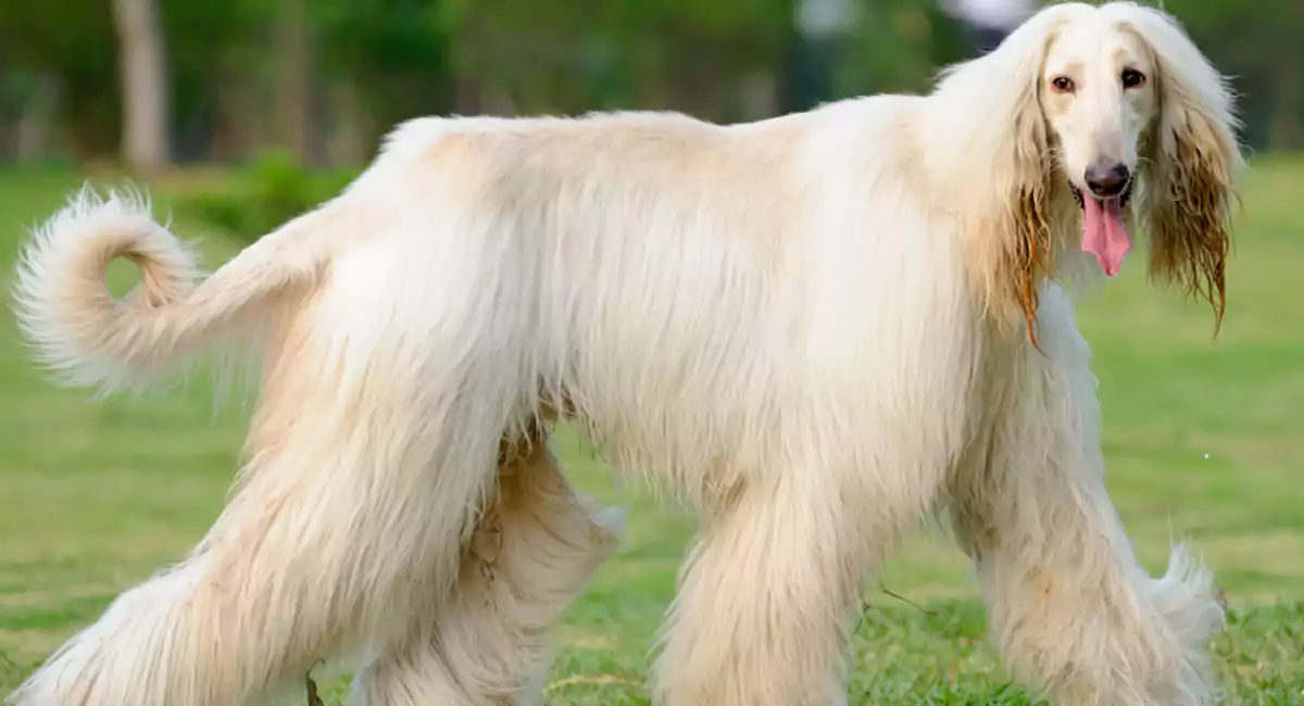 Afghan Sheepdog Dog Breed Price, Lifespan, Temperament and Size