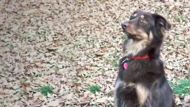 Afollie Dog Breed Price, Lifespan, Temperament and Size