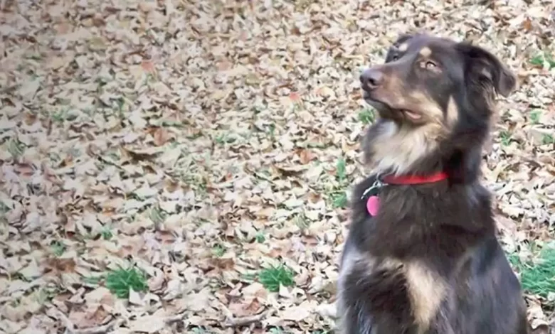 Afollie Dog Breed Price, Lifespan, Temperament and Size