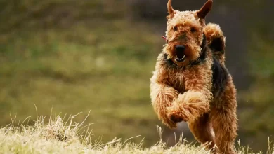 Airedale Dog Breed Price, Lifespan, Temperament and Size