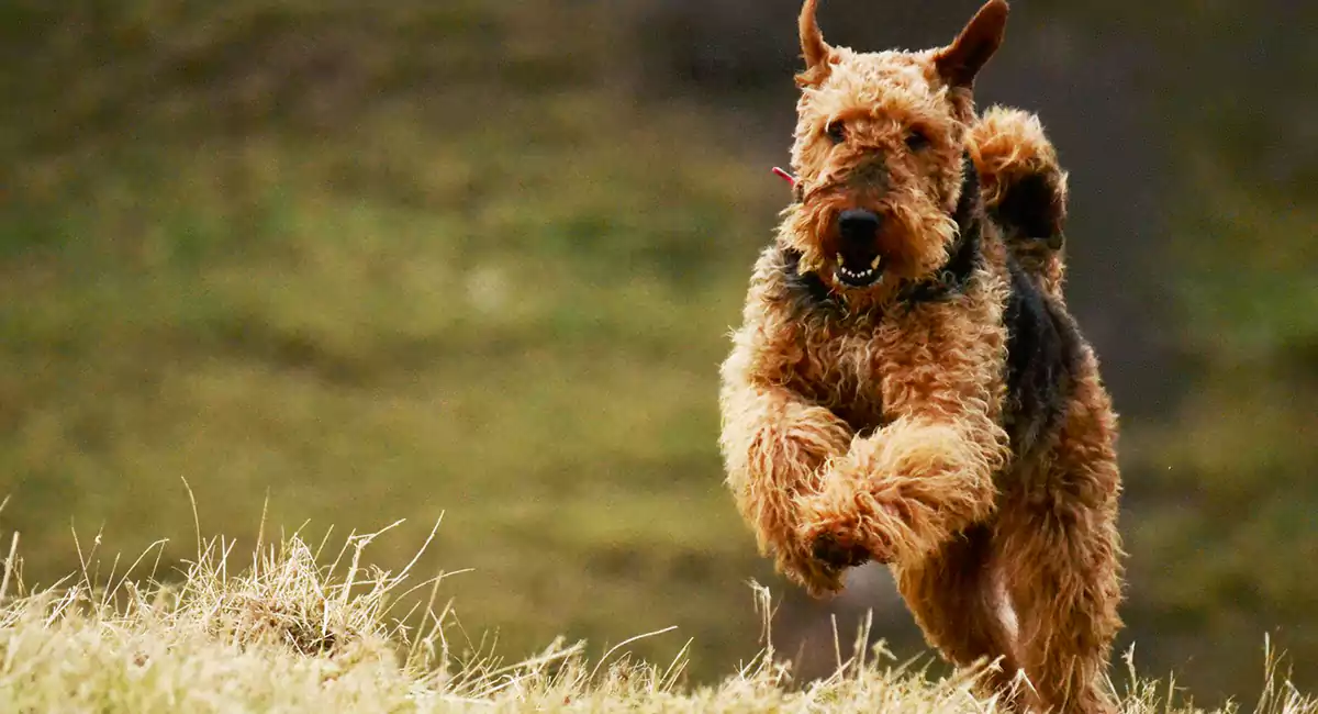 Airedale Dog Breed Price, Lifespan, Temperament and Size