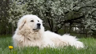 Akbash Pyrenees Dog Breed Price, Lifespan, Temperament and Size
