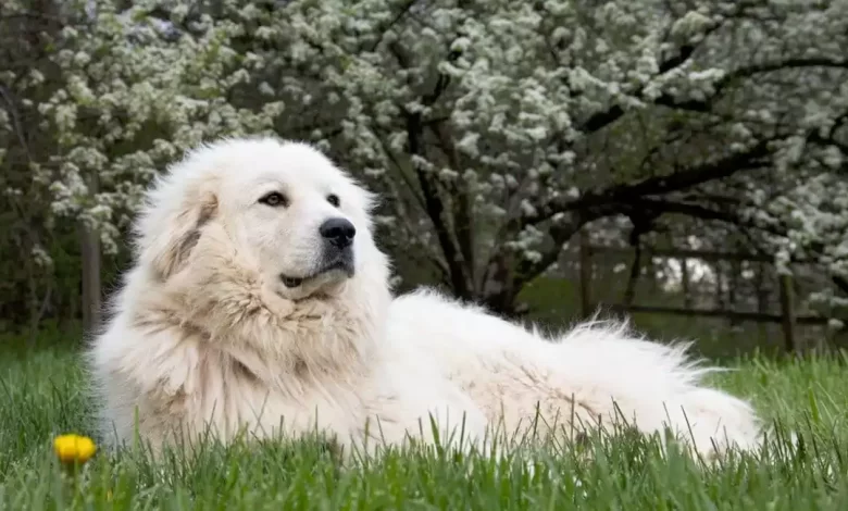 Akbash Pyrenees Dog Breed Price, Lifespan, Temperament and Size