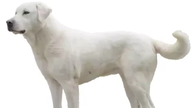 Akbash Dog Breed Price, Lifespan, Temperament and Size