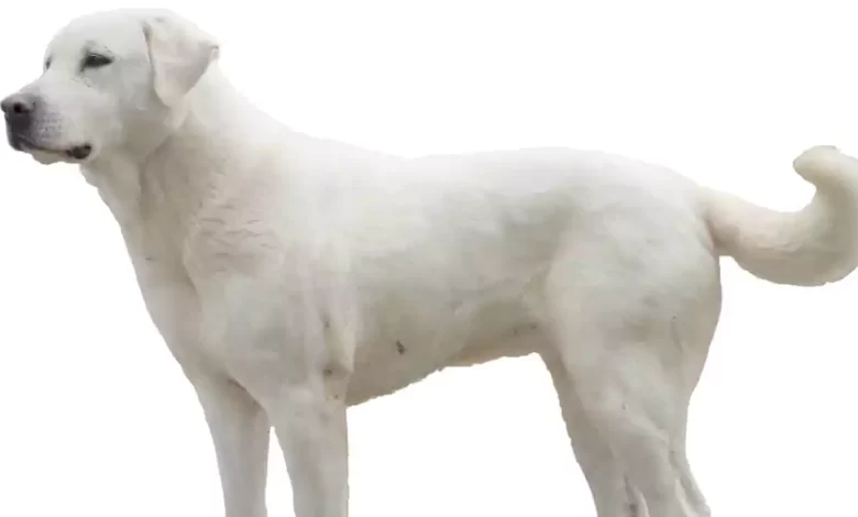 Akbash Dog Breed Price, Lifespan, Temperament and Size