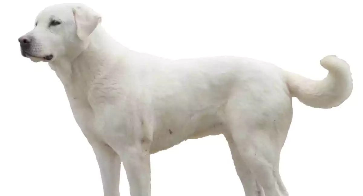 Akbash Dog Breed Price, Lifespan, Temperament and Size