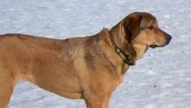 Akbash Rottie Dog Breed Price, Lifespan, Temperament and Size