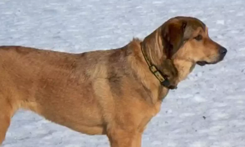 Akbash Rottie Dog Breed Price, Lifespan, Temperament and Size