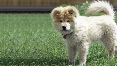 Aki poo Dog Breed Price, Lifespan, Temperament and Size