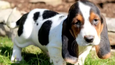 Akita Basset Dog Breed Price, Lifespan, Temperament and Size