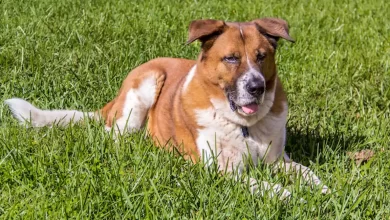 Akita Bernard Dog Breed Price, Lifespan, Temperament and Size