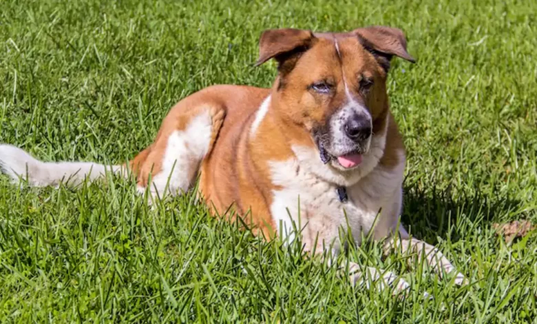 Akita Bernard Dog Breed Price, Lifespan, Temperament and Size