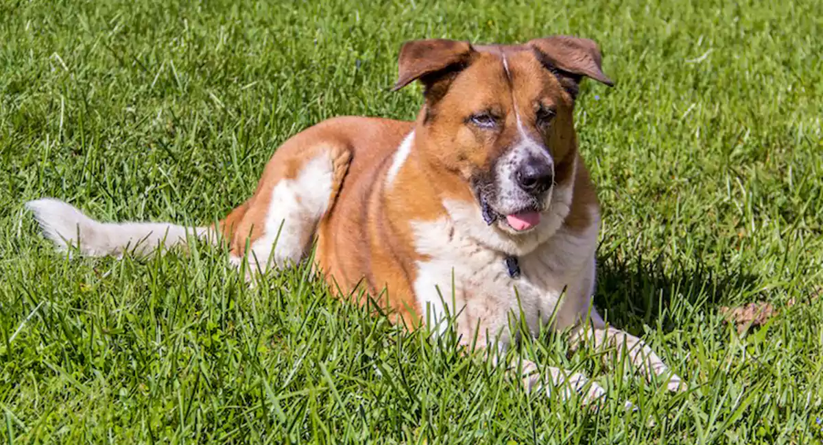 Akita Bernard Dog Breed Price, Lifespan, Temperament and Size