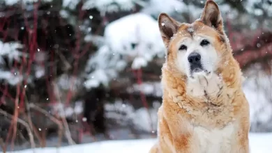 Akita Chow Dog Breed Price, Lifespan, Temperament and Size