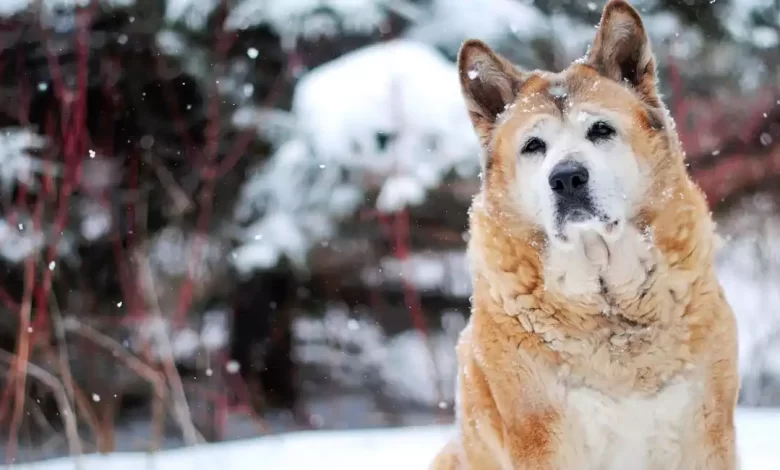 Akita Chow Dog Breed Price, Lifespan, Temperament and Size