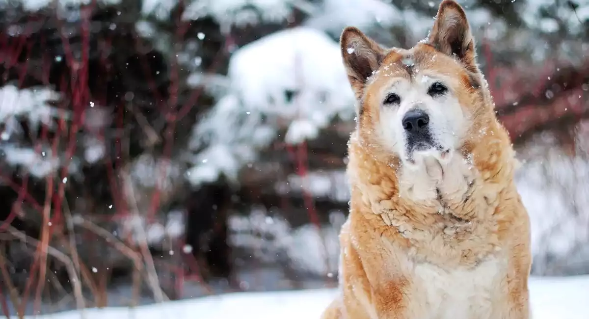 Akita Chow Dog Breed Price, Lifespan, Temperament and Size