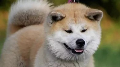 Akita Dog Breed Price, Lifespan, Temperament and Size