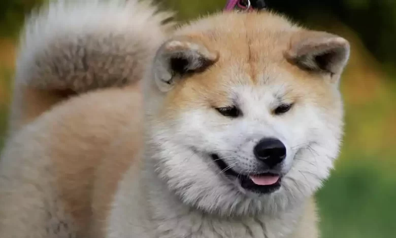 Akita Dog Breed Price, Lifespan, Temperament and Size